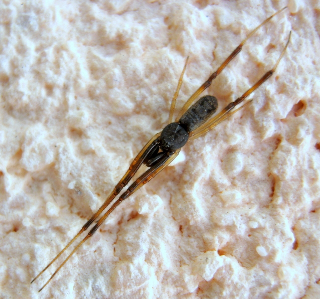 Episinus truncatus - Villorba (TV)